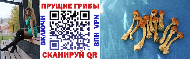 нарко площадка как зайти  Невьянск  МЕГА зеркало  Псилоцибиновые грибы Psilocybine cubensis  где купить наркотик 